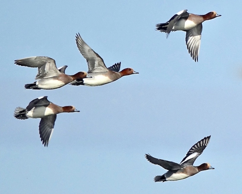 wigeon